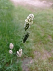 Alopecurus arundinaceus
