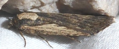 Abagrotis nanalis