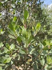 Baccharis macrantha
