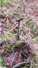 Auriscalpium vulgare