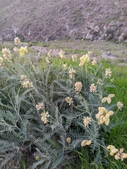 Astragalus curtipes
