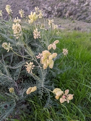 Astragalus curtipes