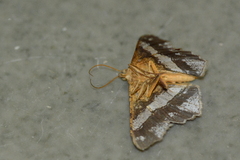 Chiasmia nora