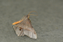 Chiasmia nora