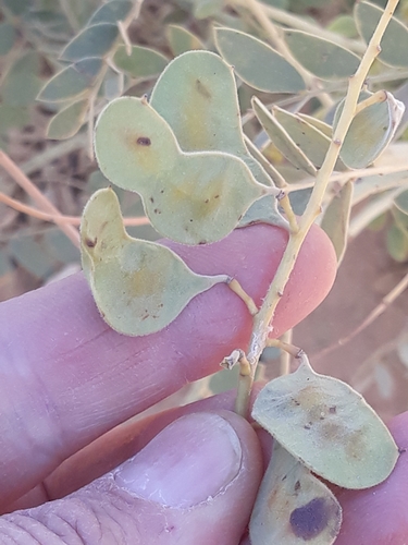 Image of Senna alexandrina by (c) Karim Haddad, some rights reserved (CC BY)