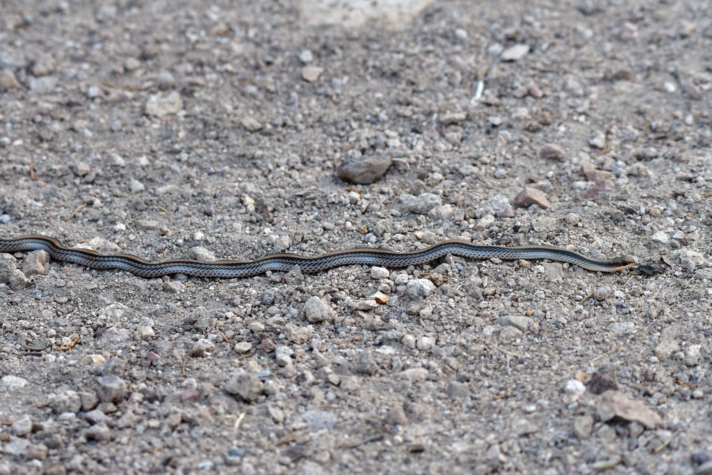 Big Bend Patch-nosed Snake