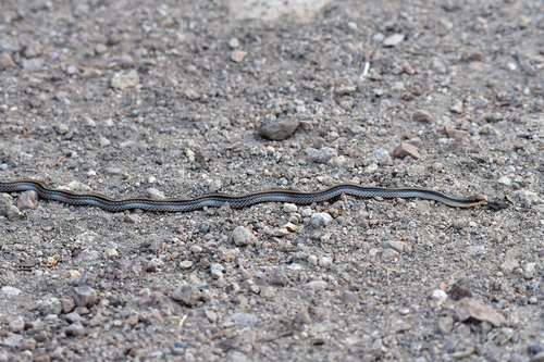 Big Bend Patch-nosed Snake