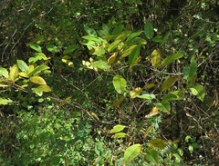 Rhamnus fallax