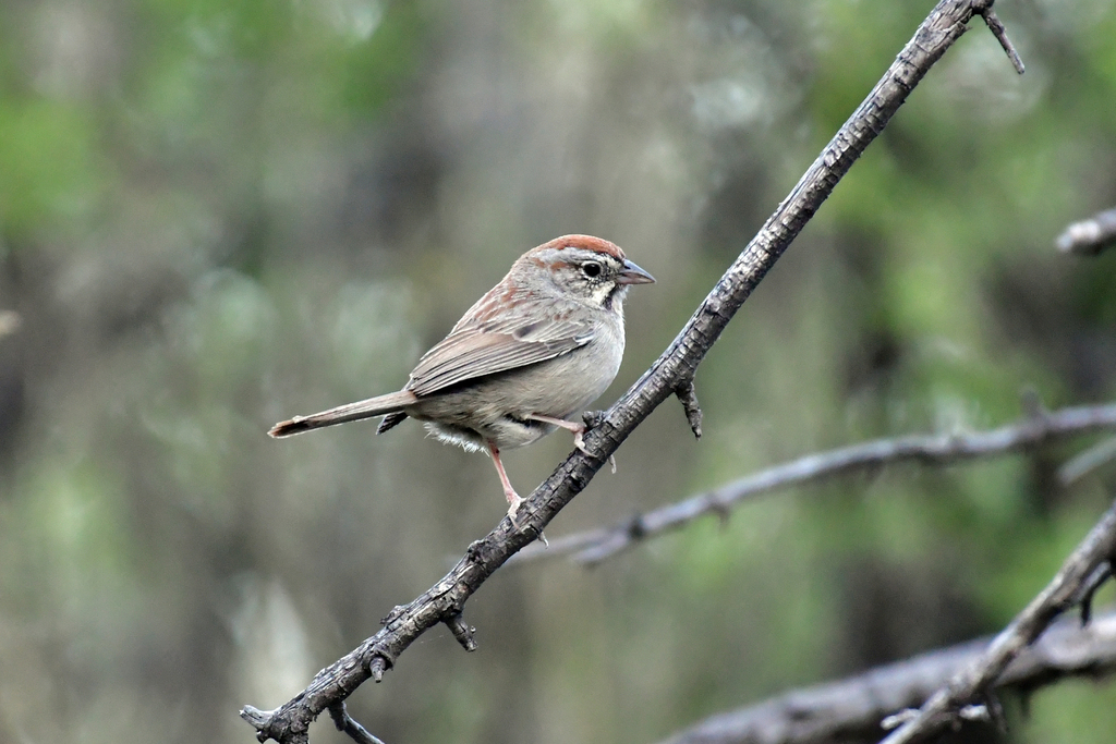 California Rufous-crowned Sparrow