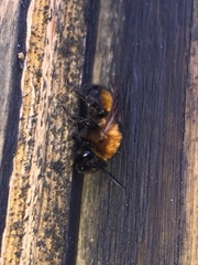 Andrena milwaukeensis