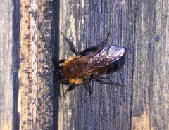 Andrena milwaukeensis