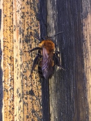 Andrena milwaukeensis