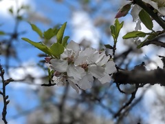 Prunus amygdalus