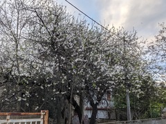 Prunus amygdalus