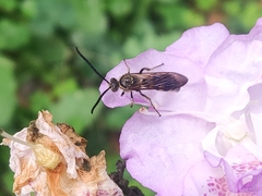 Campsomeriella