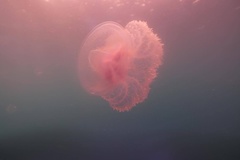 Cepheidae