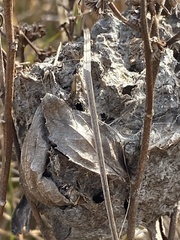 Crematogaster parapilosa