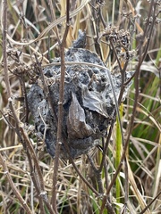 Crematogaster parapilosa
