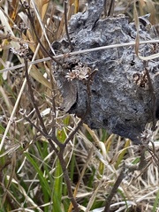 Crematogaster parapilosa
