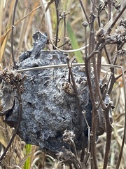 Crematogaster parapilosa