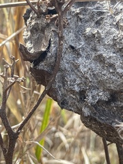 Crematogaster parapilosa