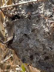 Crematogaster parapilosa