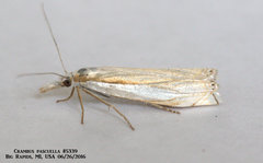 Crambus pascuella