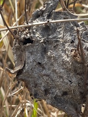 Crematogaster parapilosa