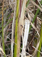 Crematogaster parapilosa