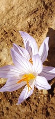 Crocus pulchellus