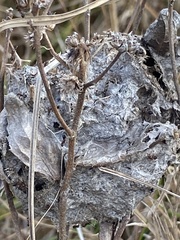 Crematogaster parapilosa