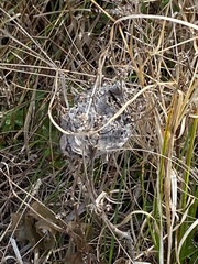 Crematogaster parapilosa