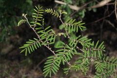 Mimosa asperata