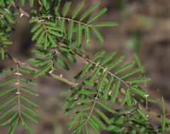 Mimosa asperata