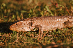 Dracaena paraguayensis