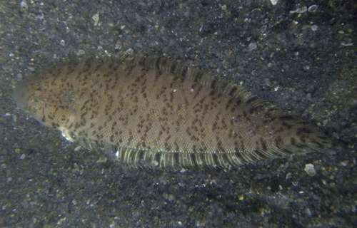 Blotched tongue-sole (Cynoglossus puncticeps) — Cynoglossidae
