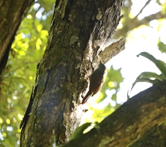 Xiphorhynchus flavigaster