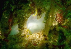 Polycera kernowensis