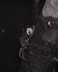 Episesarma versicolor