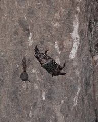 Metopograpsus quadridentatus