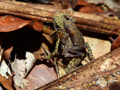 Atelopus flavescens