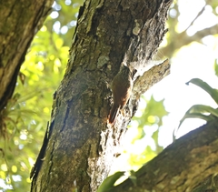 Xiphorhynchus flavigaster