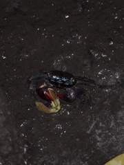 Parasesarma eumolpe