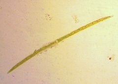 Closterium lineatum
