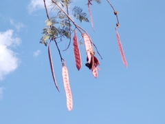 Leucaena esculenta