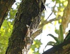 Xiphorhynchus flavigaster