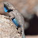 Sceloporus clarkii - Photo 由 Tom Kennedy 所上傳的 (c) Tom Kennedy，保留部份權利CC BY-NC