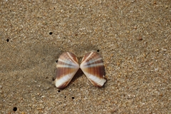 Latona cuneata