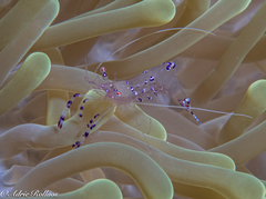 Ancylomenes sarasvati