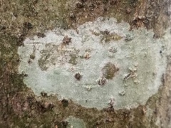 Phlyctis boliviensis